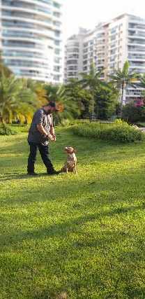 Foto 1 - Adestrador de cães  nova iguaçu rj